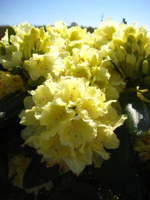 RHODODENDRON `CAPISTRANO` - In Store Pickup
