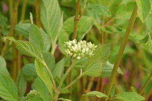 RED TWIG DOGWOOD (CORNUS SERICEA) `CARDINAL` - In Store Pickup