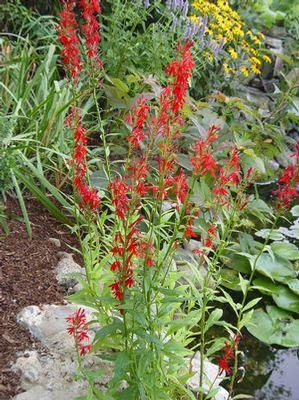 CARDINAL FLOWER (LOBELIA CARDINALIS)