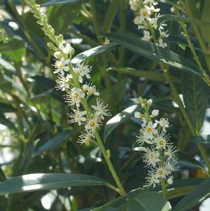 SCHIP CHERRY LAUREL (PRUNUS LAUROCERASUS) `SCHIPKAENSIS` - - In Store Pickup