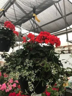 licorice plant hanging basket 10" Combo "Chocolate Diamonds" Hanging Basket