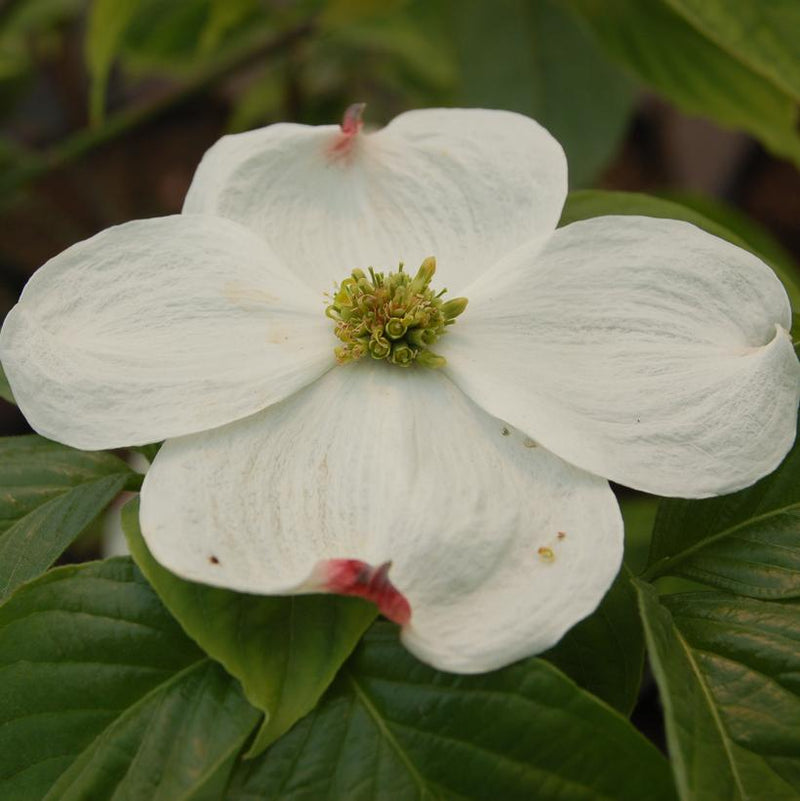 DOGWOOD - FLOWERING DOGWOOD (CORNUS FLORIDA) CLOUD 9 - In Store Pickup