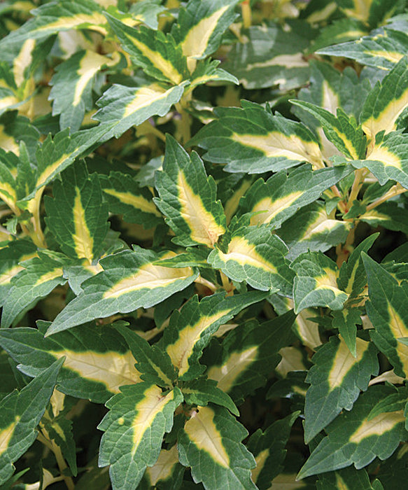 COLEUS - 4.5" - Various - In Store Pickup