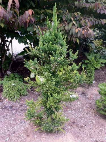 Cedar (Cryptomeria japonica) 'Black Dragon' Japanese Cedar - In Store Pickup