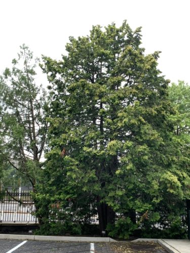 Cypress (Chamaecyparis obtusa) 'Aurea' Golden Hinoki Cypress - In Store Pickup
