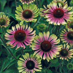 Coneflower (Echinacea) Green Twister - In Store Pickup
