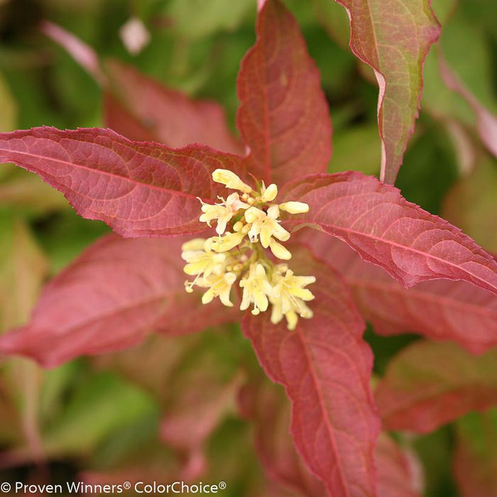 ORANGE BUSH HONEYSUCKLE (DIERVILLA x KODIAK ORANGE)