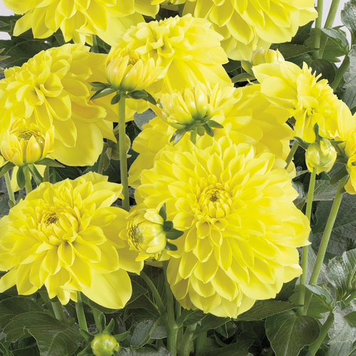 DAHLIA (DAHLINA GRANDE)- 4" - In Store Pickup
