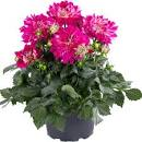 DAHLIA (DAHLINA GRANDE)- 4" - In Store Pickup