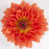DAHLIA (DAHLINA GRANDE)- 4" - In Store Pickup