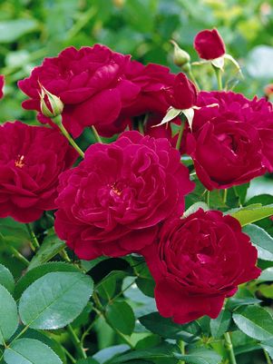 Rose David Austin 'Darcey Bussell' English Shrub Rose - In Store Pickup