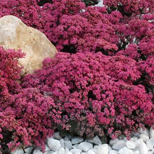 Sedum Sunsparkler 'Dazzleberry' Stonecrop - In Store Pickup