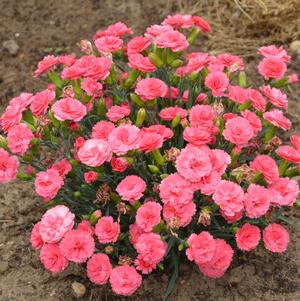 DIANTHUS hybrid FRUIT PUNCH `CLASSIC CORAL` - In Store Pickup