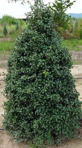 HOLLY (ILEX X MESERVEAE) `DRAGON LADY` - BLUE HOLLY - In Store Pickup