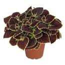 COLEUS - 4.5" - Various - In Store Pickup