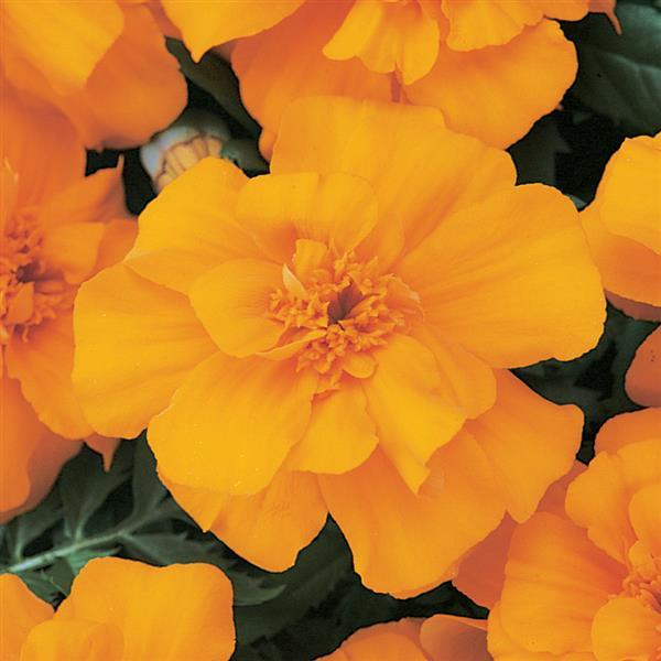 Marigolds 6 Pack - In Store Pickup