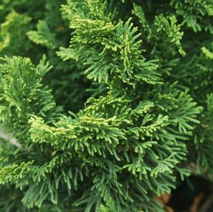 Cypress (Chamaecyparis obtusa) 'Nana Dwarf Hinoki Cypress - In Store Pickup