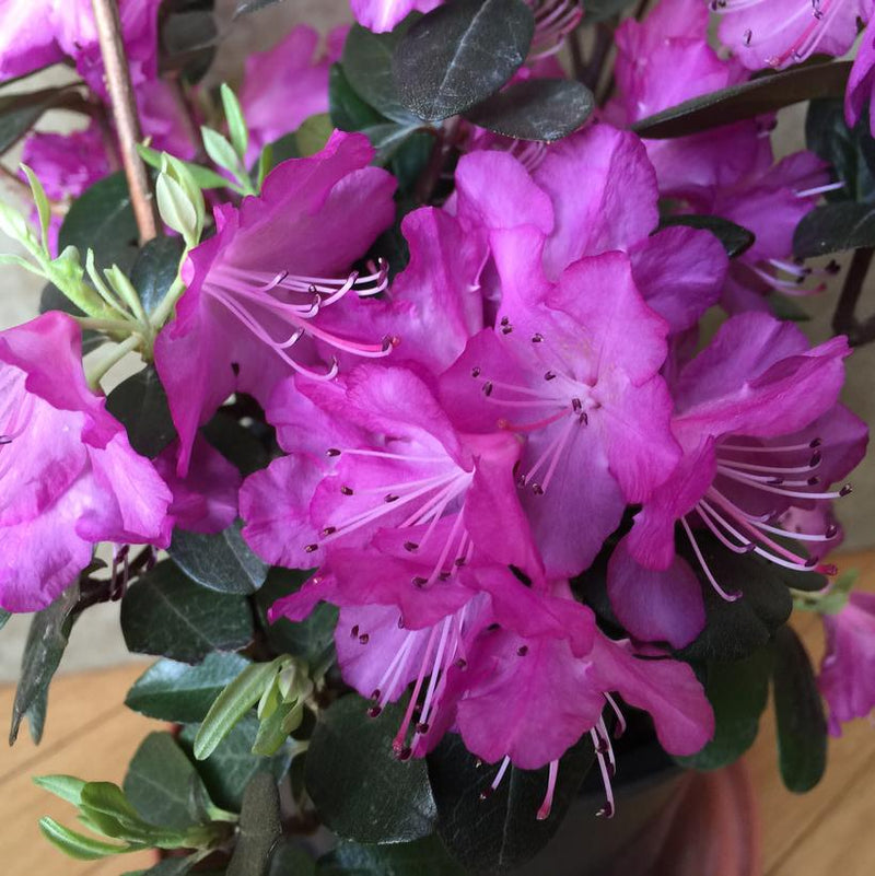 RHODODENDRON X `PJM ELITE STAR` - In Store Pickup