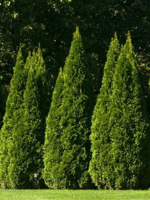 ARBORVITAE THUJA OCCIDENTALIS 'SMARAGD' EMERALD GREEN - In Store Pickup