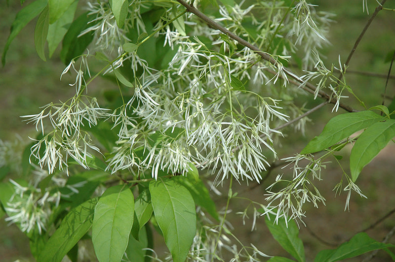 FRINGETREE (CHIONANTHUS VIRGINICUS) 'SPRING FLEECING' - In Store Pickup