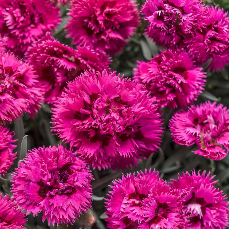 DIANTHUS HYBRID F.P. `SPIKED PUNCH` - In Store Pickup