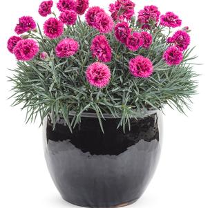 DIANTHUS HYBRID F.P. `SPIKED PUNCH` - In Store Pickup