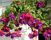 10" Fuchsia Hanging Basket  -  Multiple - In Store Pickup