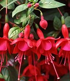 10" Fuchsia Hanging Basket  -  Multiple - In Store Pickup