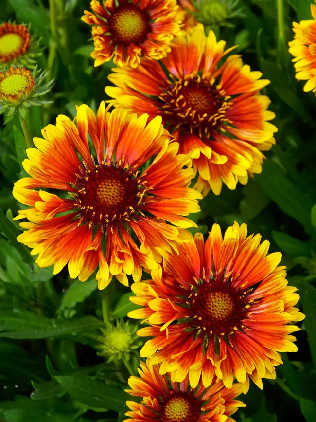 BLANKET FLOWER - GAILLARDIA SPINTOP 'COPPER SUN' - In Store Pickup