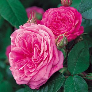 Rose David Austin 'Gertrude Jekyll' English Shrub Rose (Repeat Flowering) - In Store Pickup