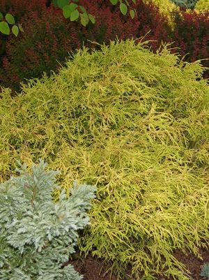 CHAMAECYPARIS PISIFERA 'FILIFERA AUREA' GOLD THREAD CYPRESS - In Store Pickup