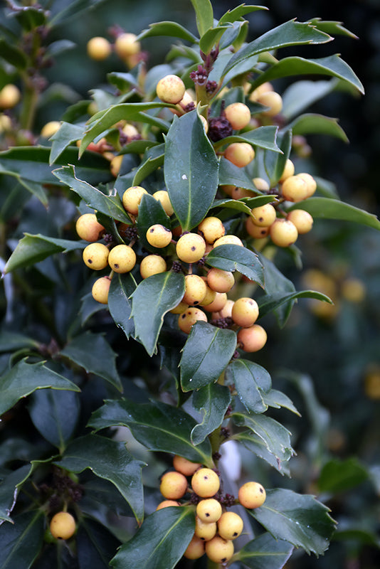 GOLDEN GIRL HOLLY (Ilex x meserveae 'Mesgolg') - In Store Pickup