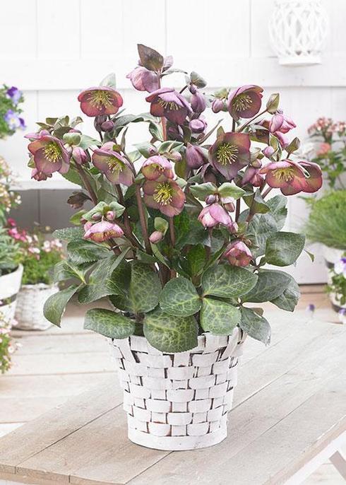 HELLEBORUS FROSTKISS 'DANA"S DULCET' LENTEN ROSE - In Store Pickup