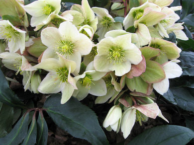 HELLEBORUS X ERICSMITHII GOLD COLLECTION `CHAMPION` LENTEN ROSE - In Store Pickup