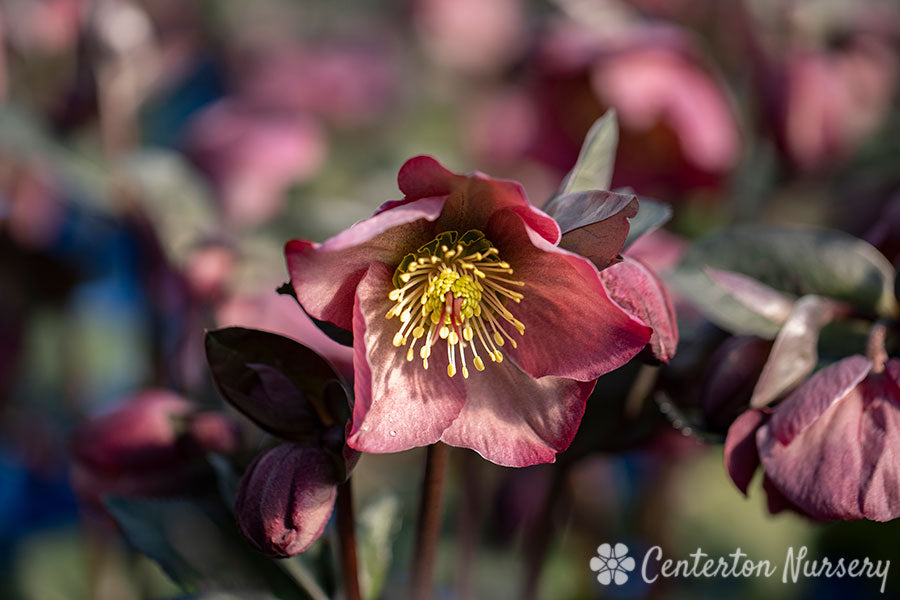 HELLEBORUS FROSTKISS 'PENNY"S PINK' LENTEN ROSE - In Store Pickup