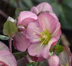 LENTEN ROSE (HELLEBORUS X FROSTKISS) `PENNY'S PINK` - In Store Pickup
