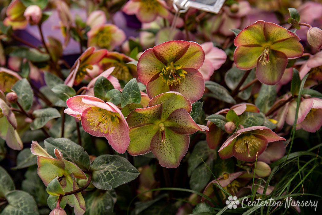 Helleborus 'Pippa's Purple' Lenten Rose - In Store Pickup