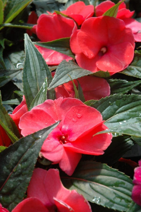 10" New Guinea Impatiens Hanging Basket - Various Colors - In Store Pickup