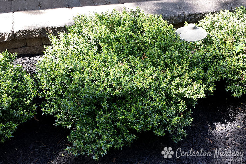 JAPANESE HOLLY (ILEX CRENATA) `SOFT TOUCH` - In Store Pickup