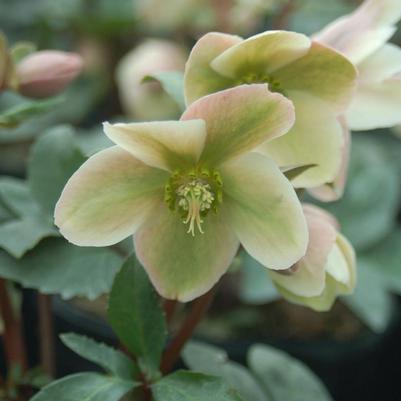 HELLEBORUS 'IVORY PRINCE' Christmas Rose - In Store Pickup