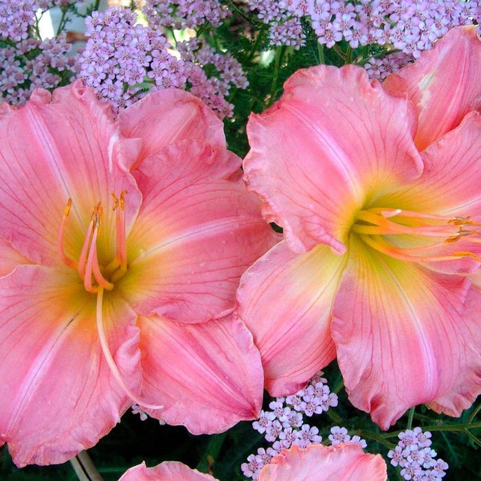 DAYLILY (HEMEROCALLIS) 'Jolyene Nichole` - In Store Pickup
