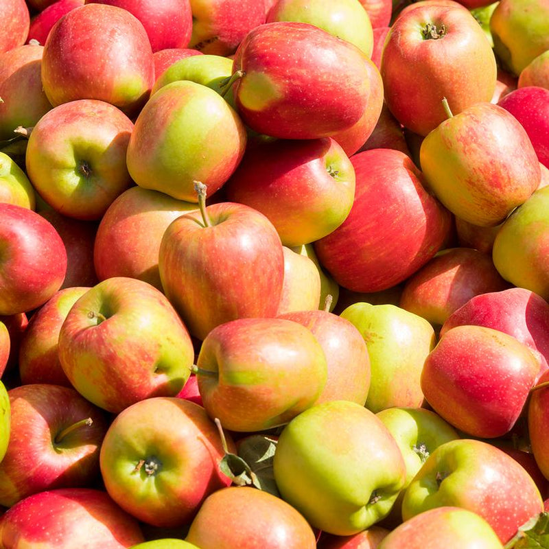 APPLE (MALUS DOMESTICA) `JONAGOLD` - In Store Pickup