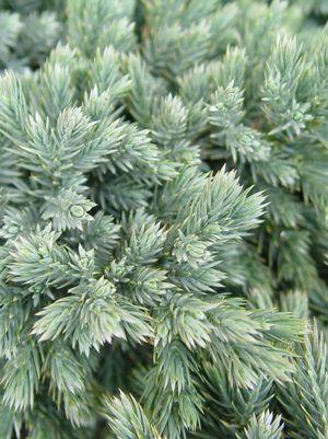 JUNIPER (JUNIPERUS SQUAMATA)  `BLUE STAR` - In Store Pickup