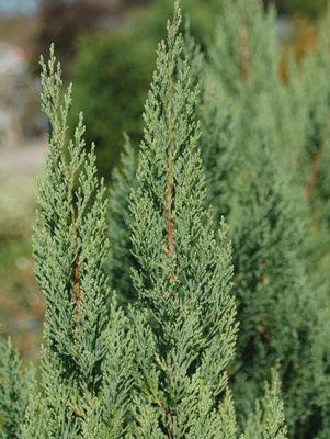 JUNIPERUS CHINENSIS `BLUE POINT` - In Store Pickup
