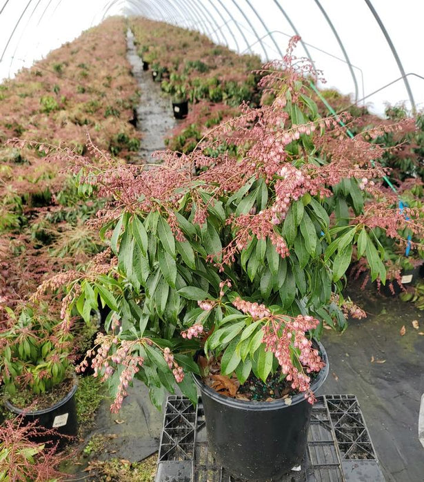 ANDROMEDA (PIERIS JAPONICA) `KATSURA` - In Store Pickup