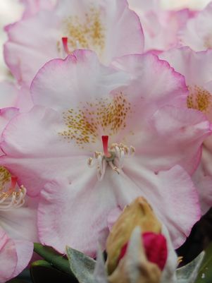 RHODODENDRON YAK. 'KEN JANEK' - In Store Pickup