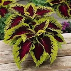 COLEUS - 4.5" - Various - In Store Pickup