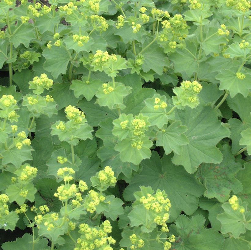 Ladys Mantle (Alchemilla mollis) - In Store Pickup