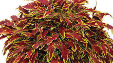 COLEUS - 4.5" - Various - In Store Pickup