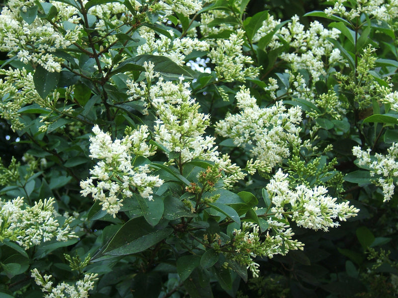 PRIVET (LIGUSTRUM OVALIFOLIUM) - OVAL LEAF PRIVET - In Store Pickup
